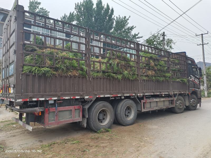 全青麦冬草/安徽麦冬草全国发货，品质好需要电话联系