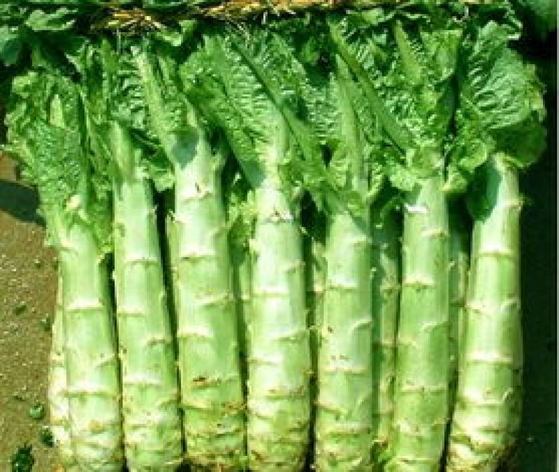 阿坝州，汶，茂，理三县蔬菜种植基地三青莴笋