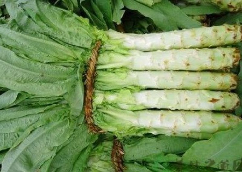 阿坝州，汶，茂，理三县蔬菜种植基地三青莴笋