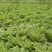 阿坝州，汶，茂，理三县蔬菜种植基地三青莴笋