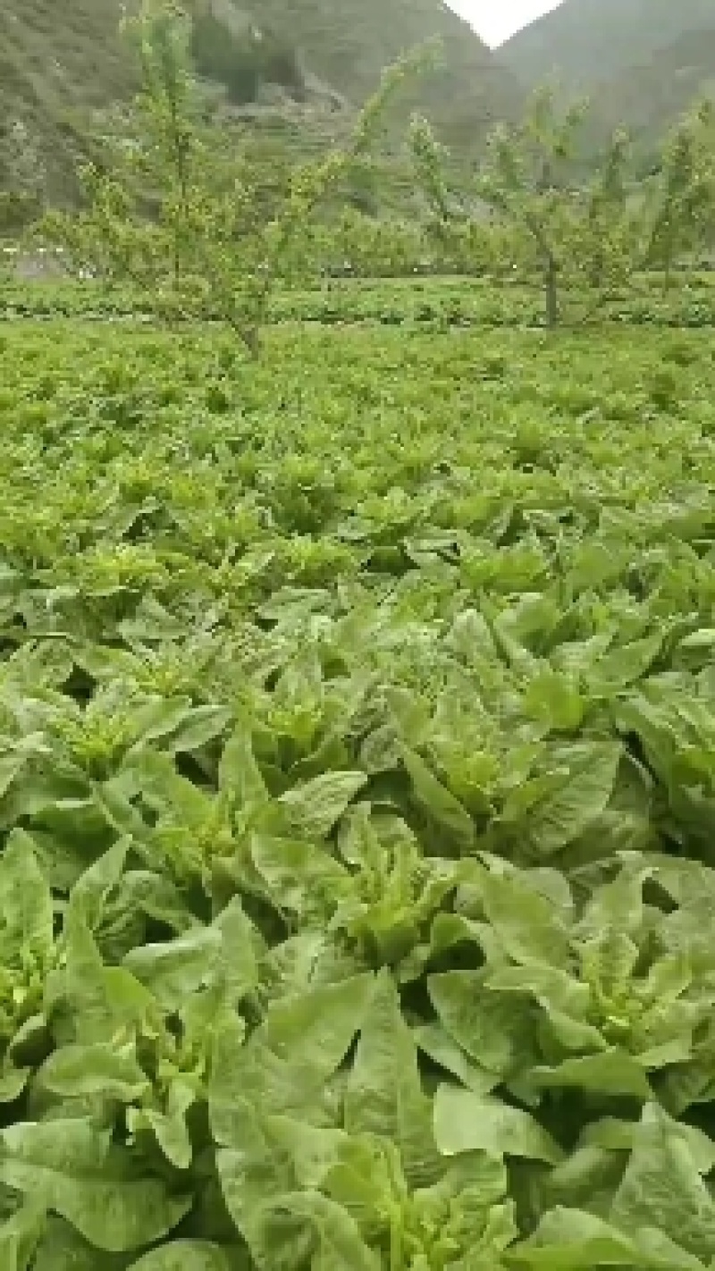 阿坝州，汶，茂，理三县蔬菜种植基地三青莴笋