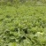 阿坝州，汶，茂，理三县蔬菜种植基地三青莴笋