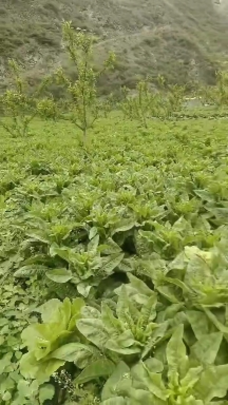 阿坝州，汶，茂，理三县蔬菜种植基地三青莴笋