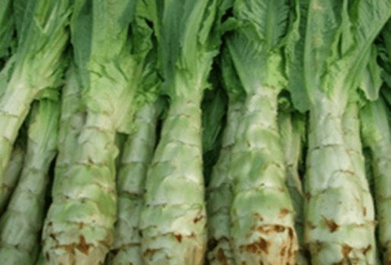 阿坝州，汶，茂，理三县蔬菜种植基地三青莴笋
