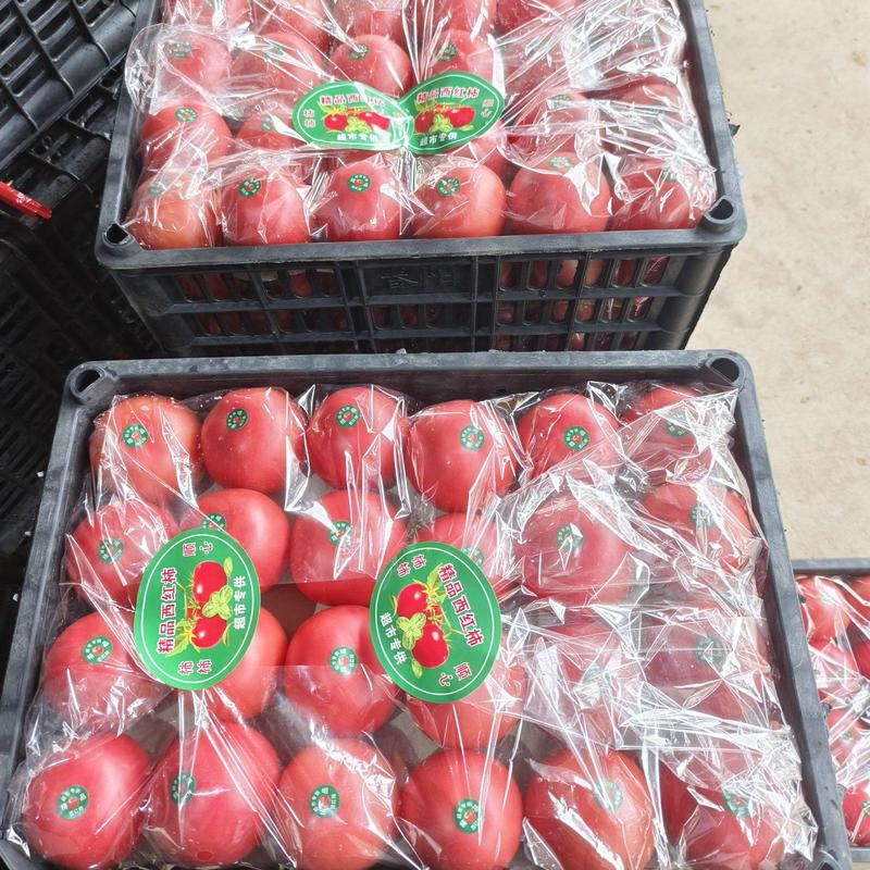 硬粉西红柿，大棚种植面积千万亩，供应各大超市电商