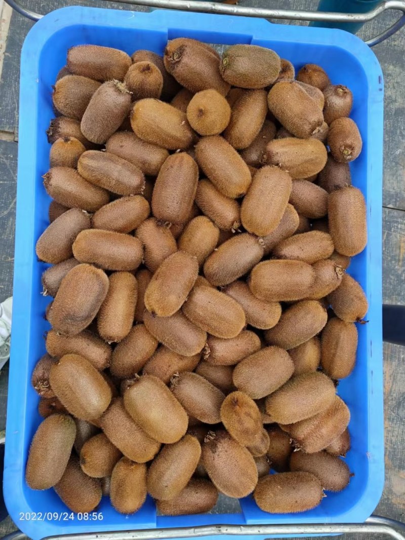 贵州猕猴桃贵长品种零担整车一件代发合作社一手货源年产万吨