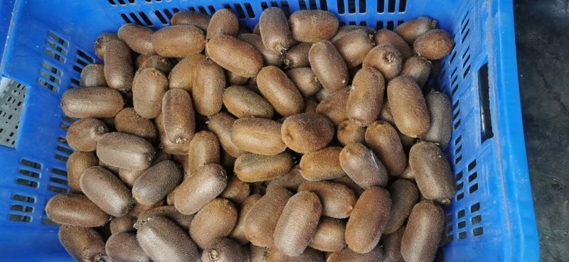 贵州猕猴桃贵长品种零担整车一件代发合作社一手货源年产万吨