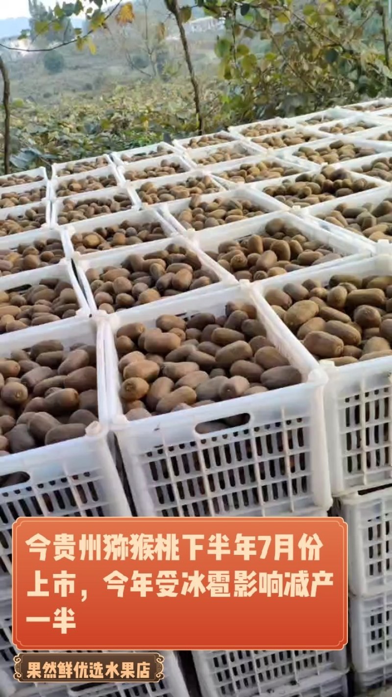 贵州猕猴桃贵长品种零担整车一件代发合作社一手货源年产万吨