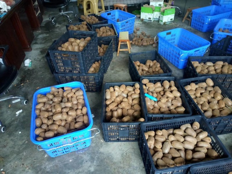 贵州猕猴桃贵长品种零担整车一件代发合作社一手货源年产万吨