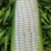 万糯白糯2000鲜食玉米国审品种对应市场