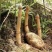【红白苔野生干天麻】秦岭大山里林下自然生长野生红白苔天麻