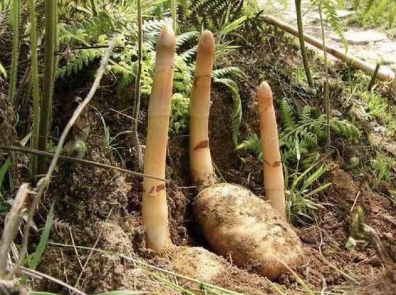 【红白苔野生干天麻】秦岭大山里林下自然生长野生红白苔天麻