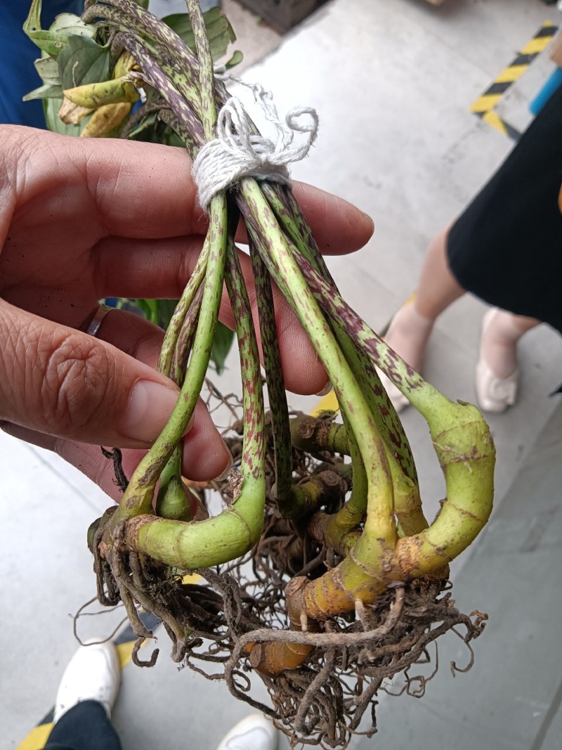 玉竹