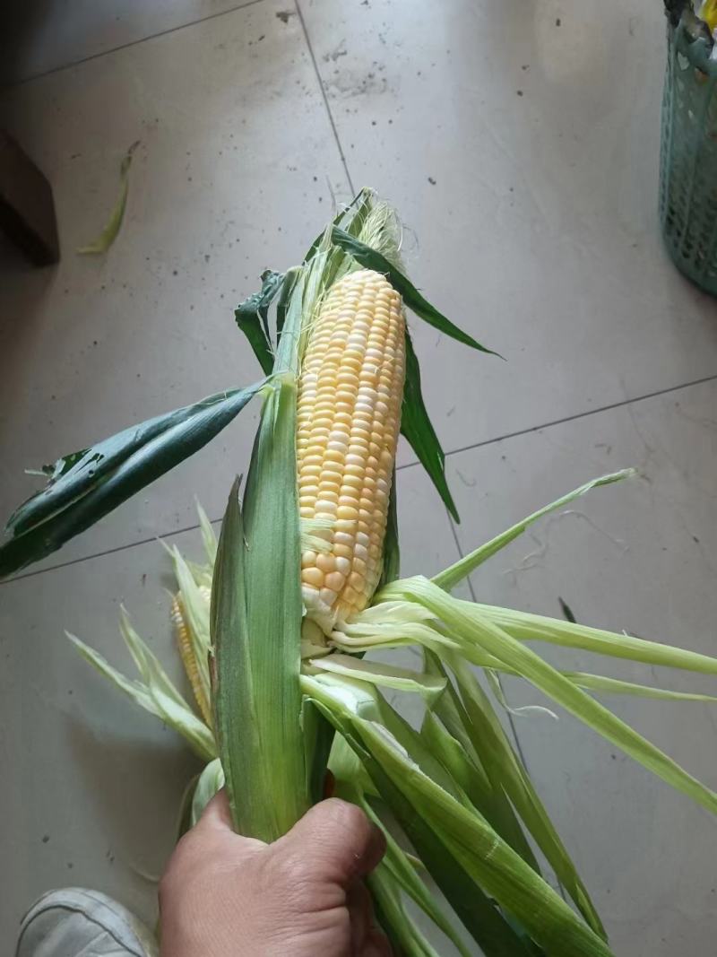 甜玉米水果玉米大量上市！基地直发！现采现发！一手货源！