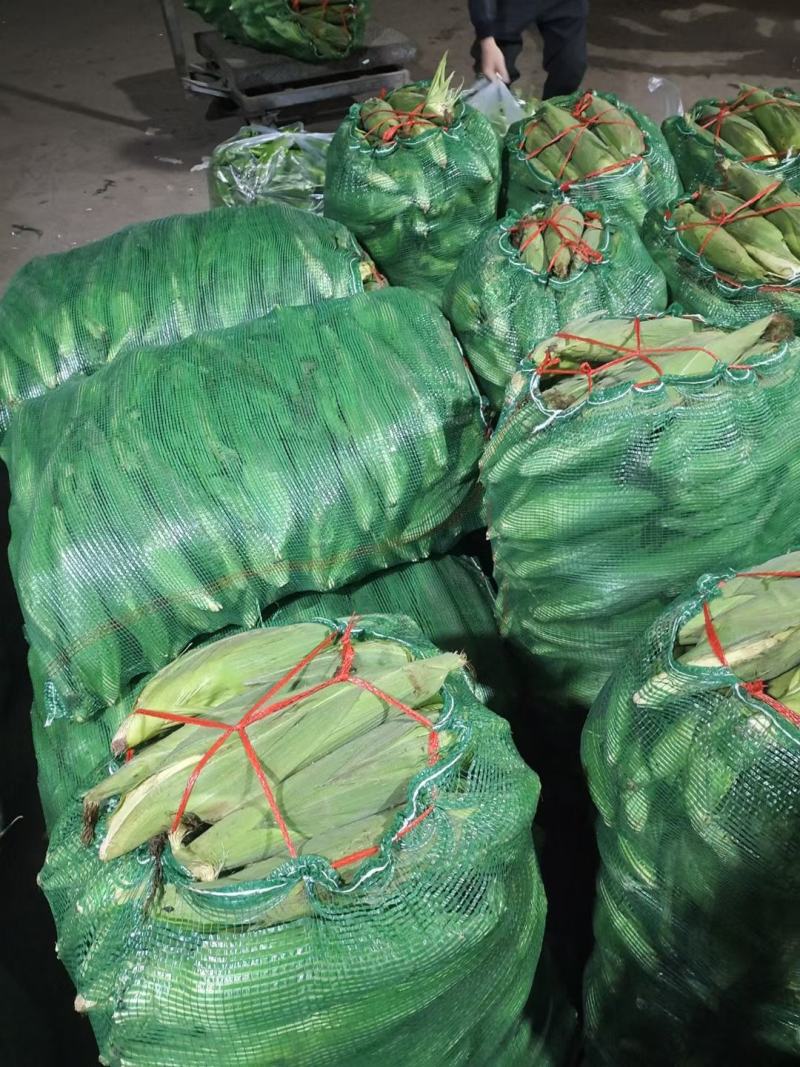 甜玉米水果玉米大量上市！基地直发！现采现发！一手货源！
