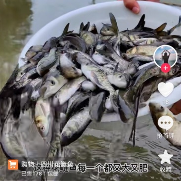 鱼苗
