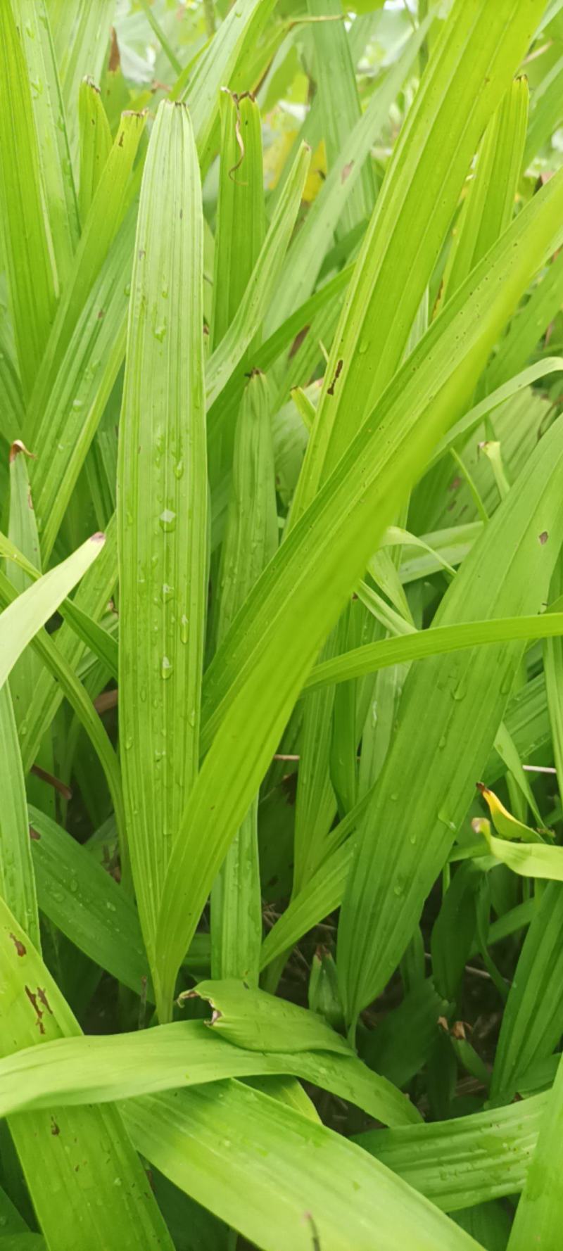 湖北，随州，白芨苗，带块茎，