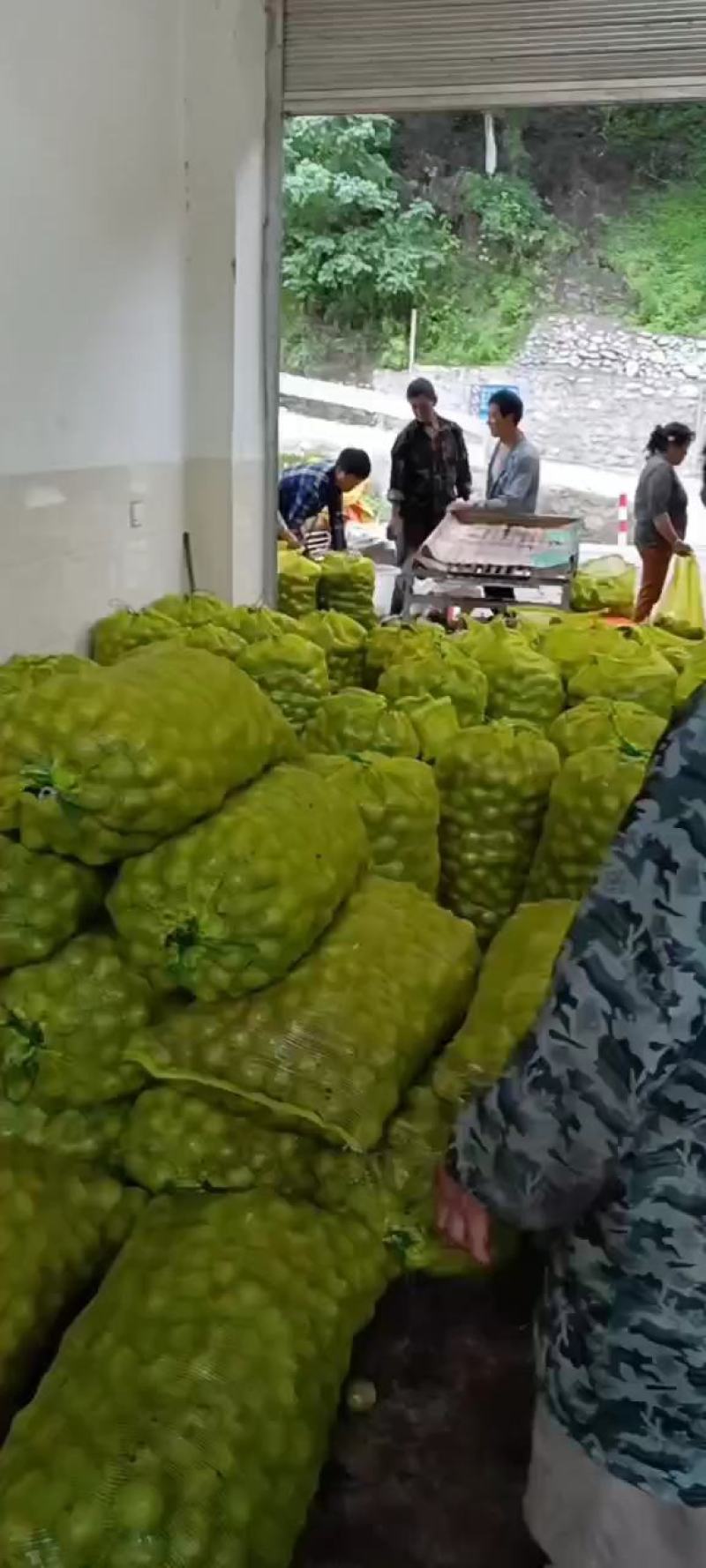青皮核桃