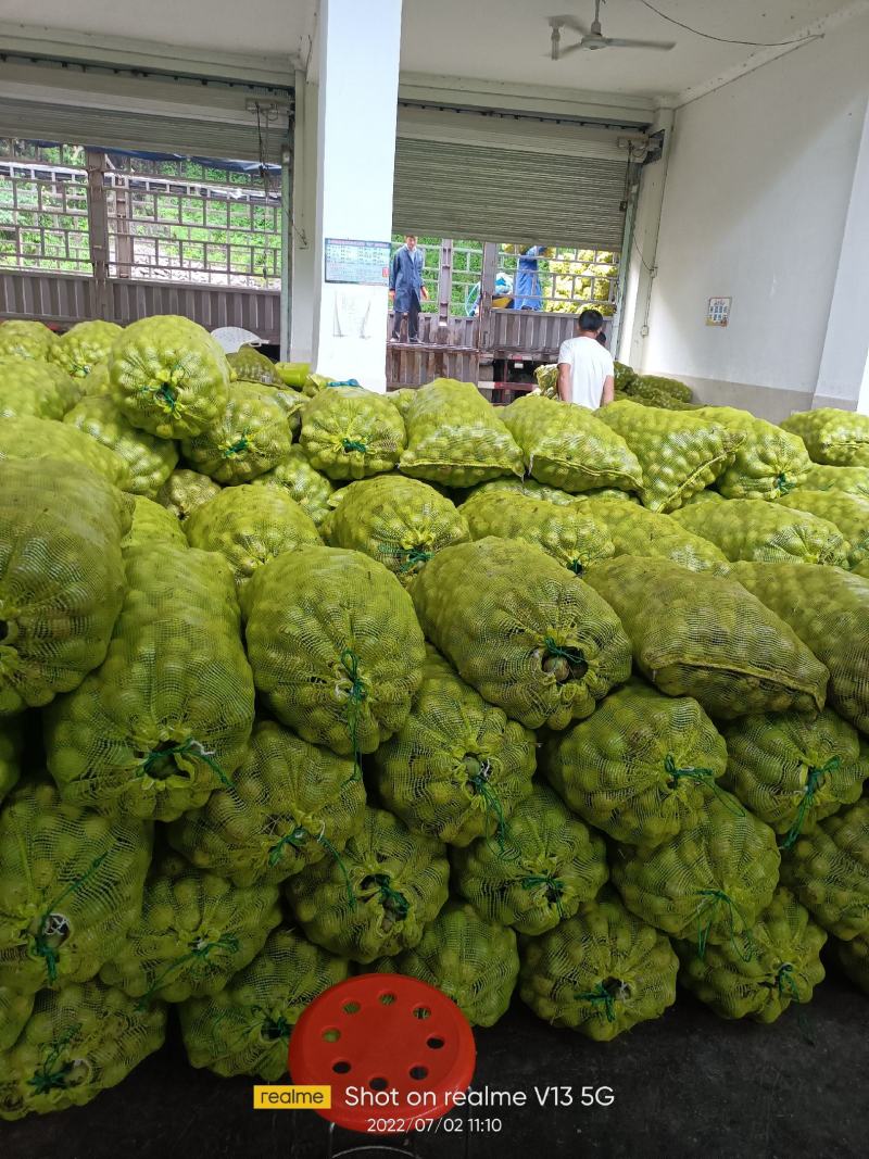 青皮核桃