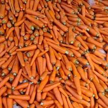 胡萝卜养殖胡萝卜，大量供应，牛，羊，鸡，鹅，虫10吨起售