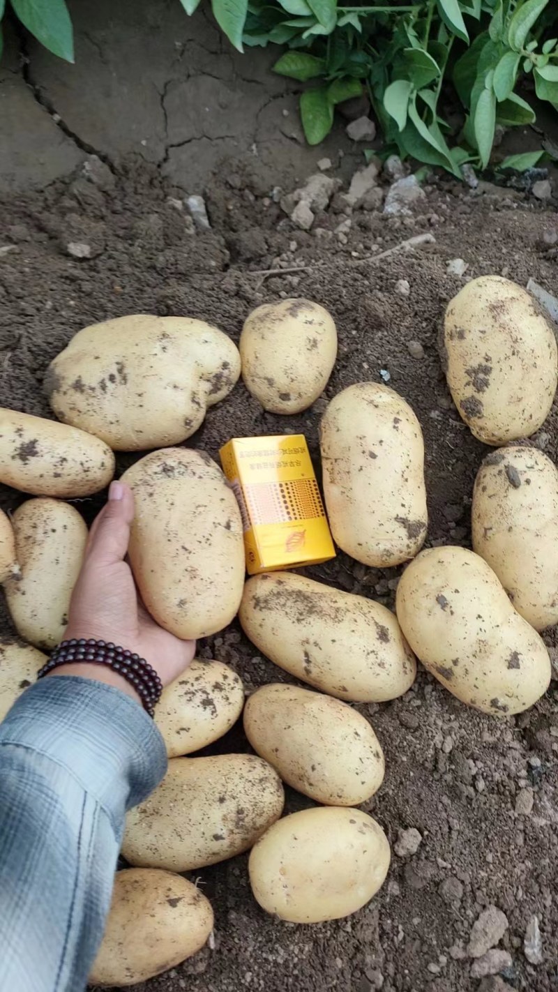 沃土，荷兰，希森土豆产地直销，精心挑选，质量保证。