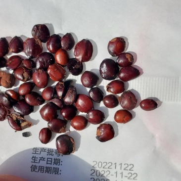精品酸枣仁，懂行的都知道