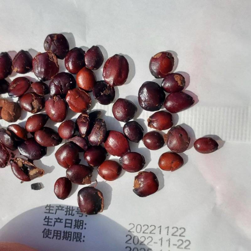 精品酸枣仁，懂行的都知道