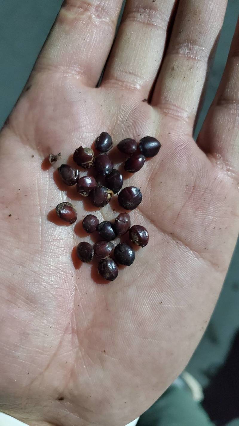 精品酸枣仁，懂行的都知道