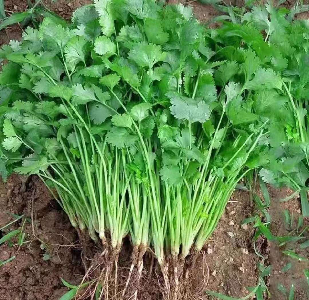大叶香菜植株特写