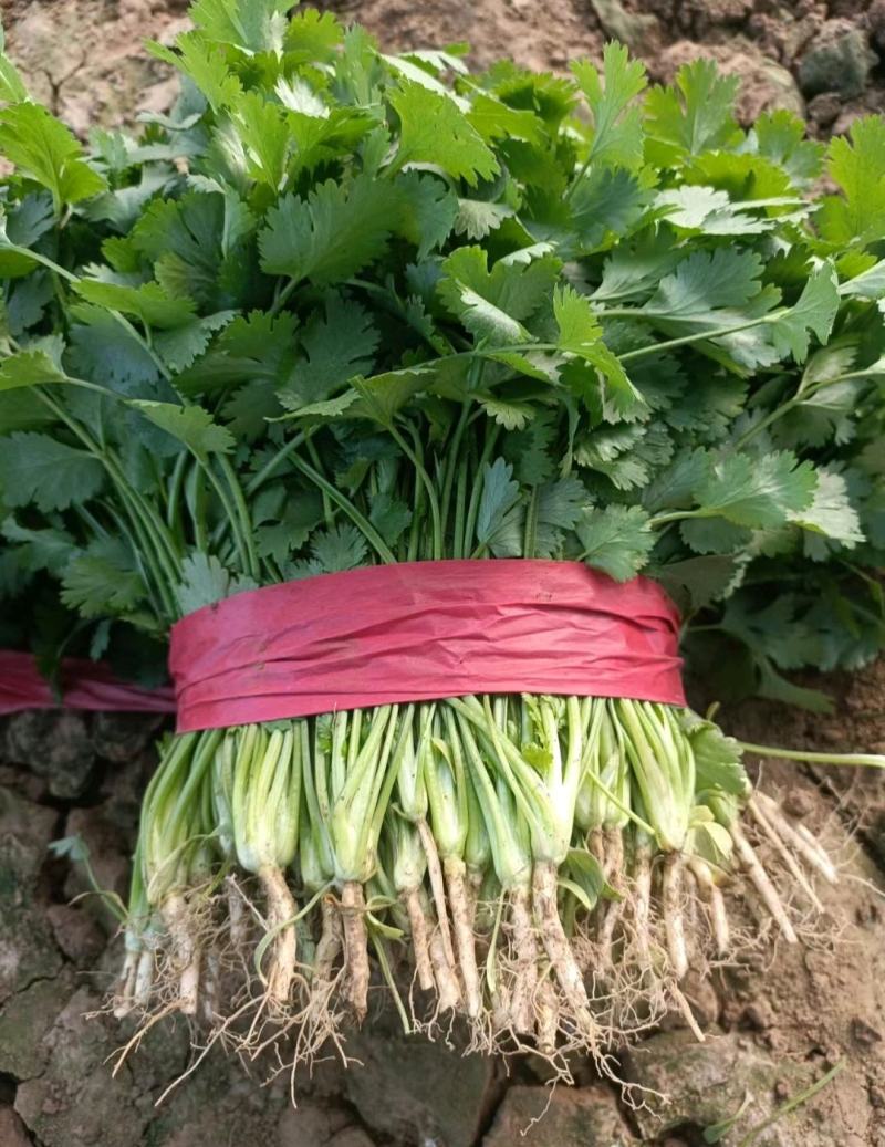 香菜杆粗叶绿大量有货一手批发供全国价格实惠