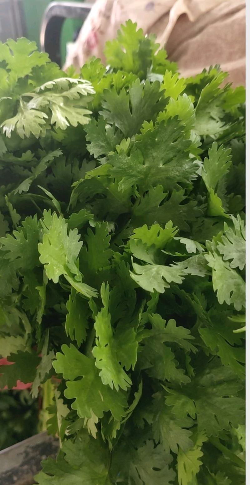 香菜杆粗叶绿大量有货一手批发供全国价格实惠
