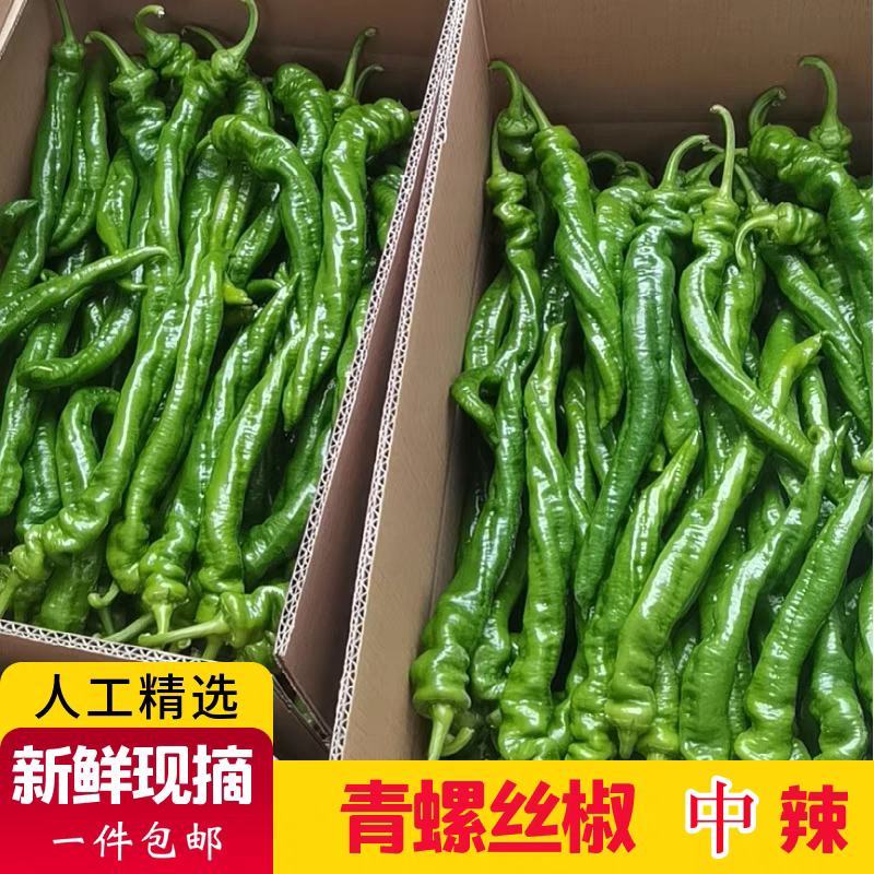 螺丝椒产地看货论价保质保量欢迎订购量大从优