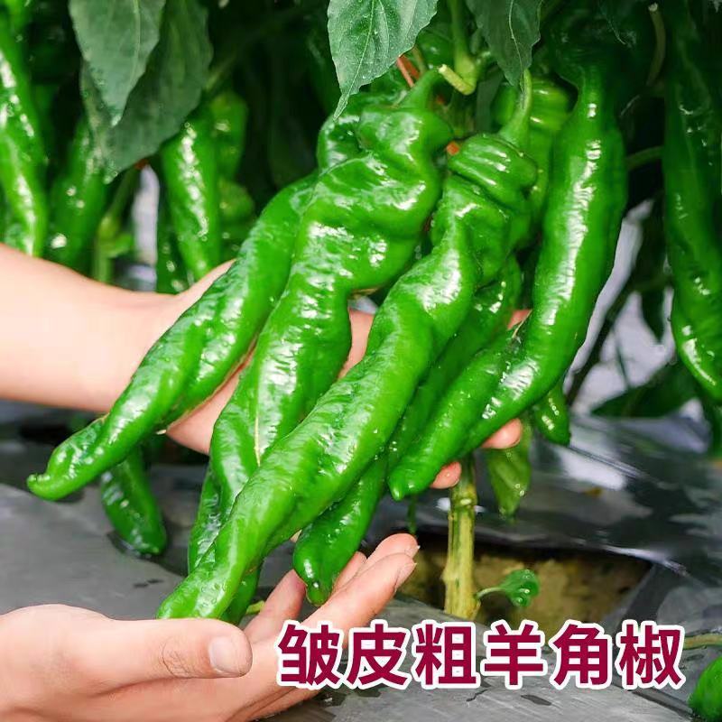 螺丝椒产地看货论价保质保量欢迎订购量大从优