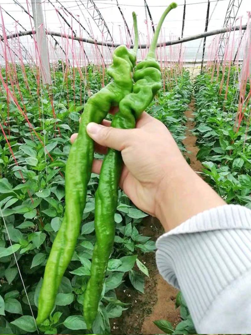 螺丝椒产地看货论价保质保量欢迎订购量大从优