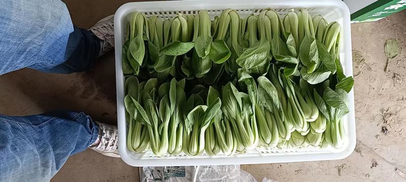 山西上海青产地一手精品油菜新鲜上市货源充足欢迎采购