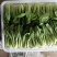 新鲜上海青上市精品油菜产地直供全国批发价优