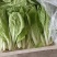 小白菜无虫眼叶绿新鲜上市大量有货价格实惠欢迎采购