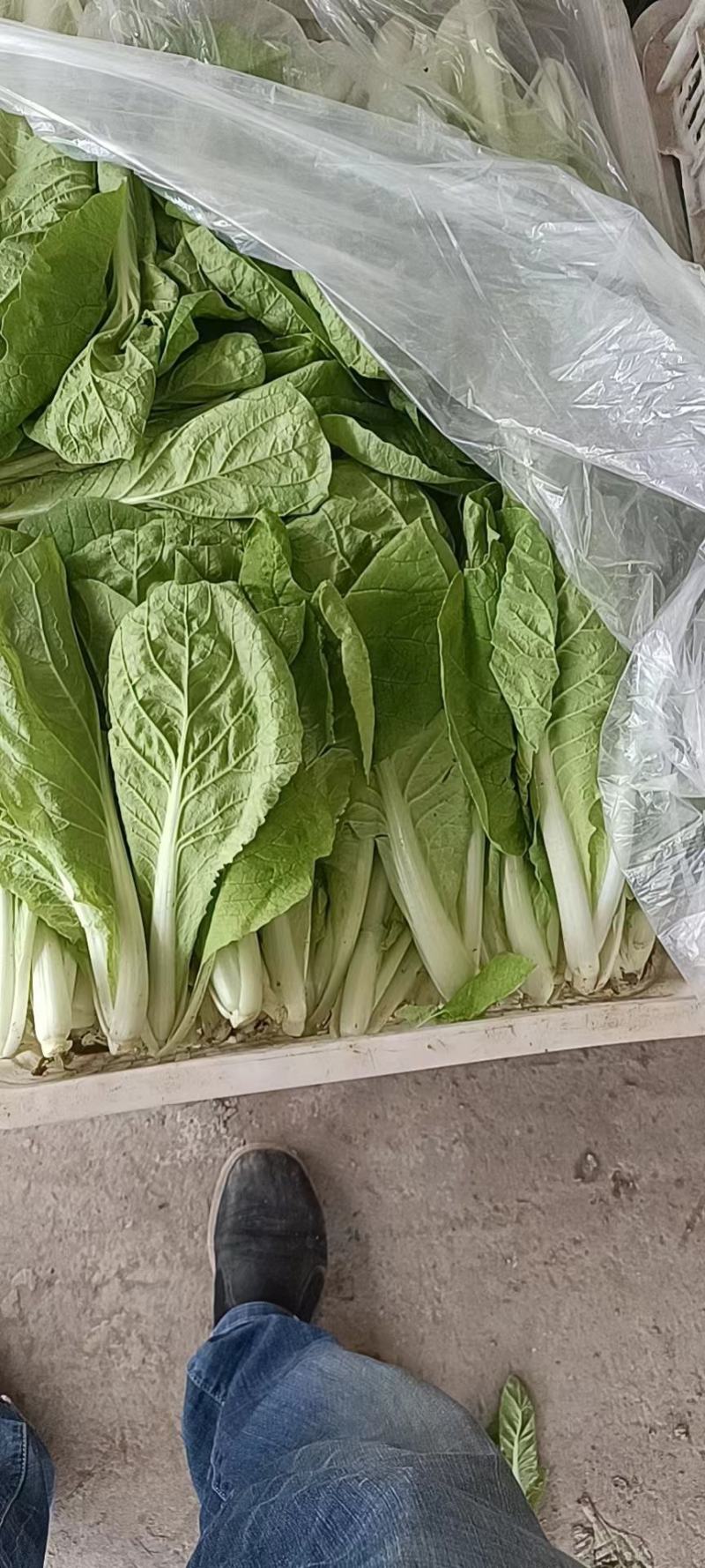 小白菜无虫眼叶绿新鲜上市大量有货价格实惠欢迎采购