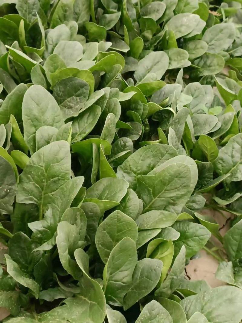 优质菠菜精品上市货源充足价格实惠产地直供
