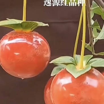 金弹子盆景