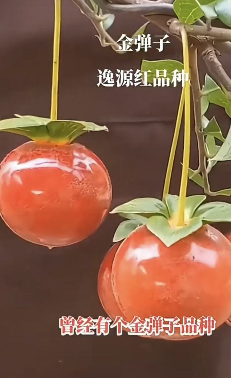 金弹子盆景