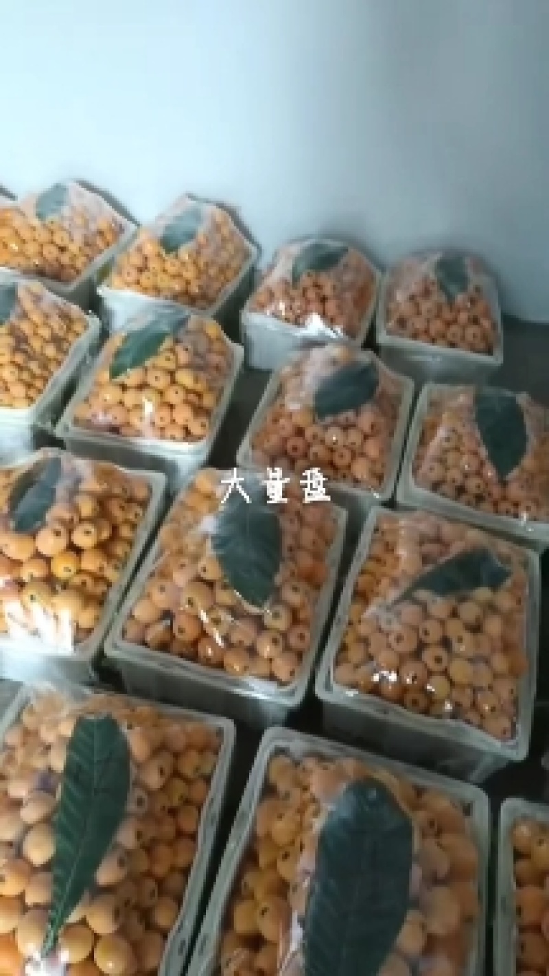 云贵川5星枇杷大量上市