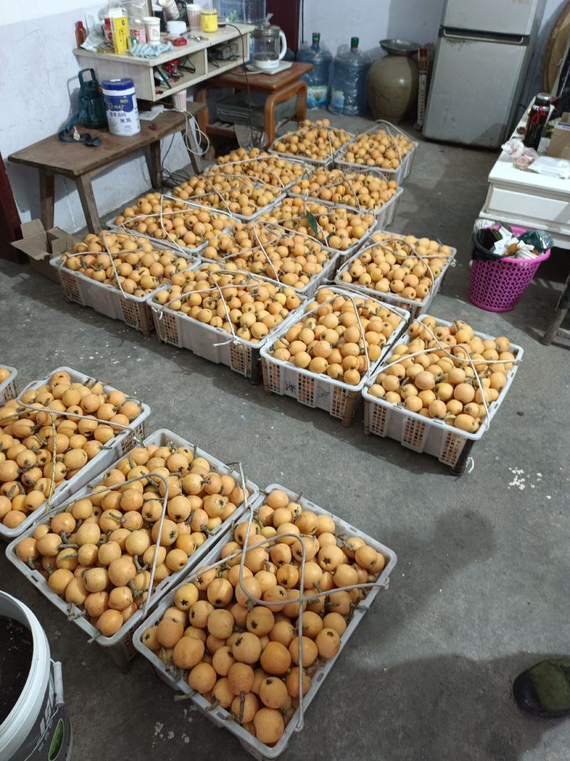 云贵川5星枇杷大量上市