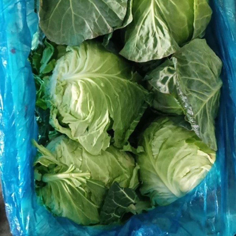 山西太谷甘蓝大量上市