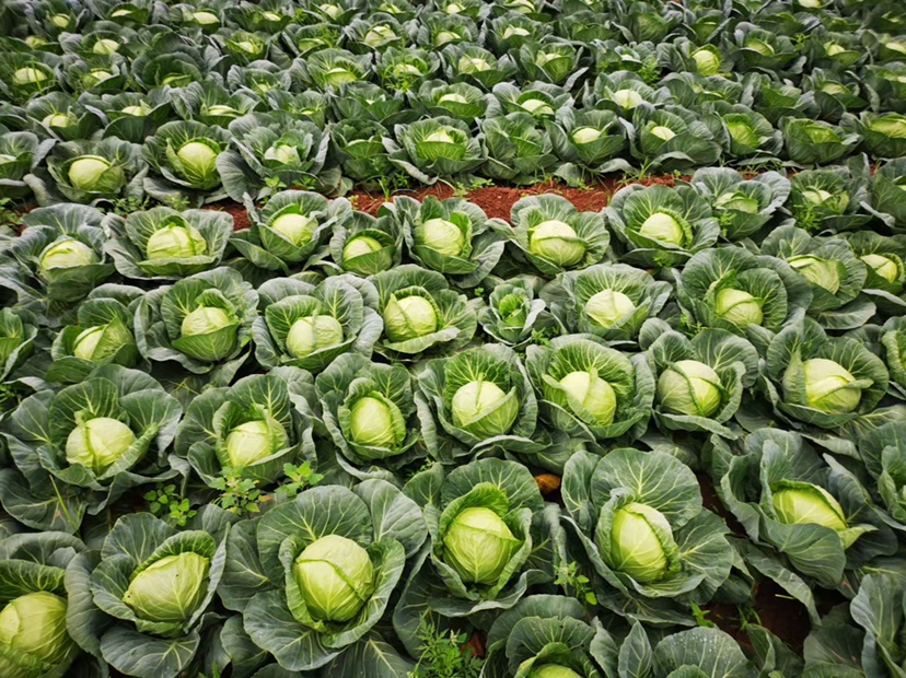 无人机航拍视角下的甘蓝种植基地,整齐的绿色叶球成片分布,土壤呈深褐色,田间有明显的灌溉管道与作业道路;远处可见农户正在采收,装筐后由农用车运输,展现规模化现代农业场景 甘蓝田间生长实景航拍图