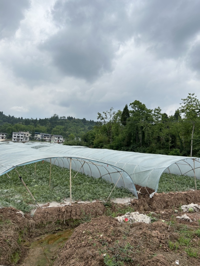 重庆解氏富硒精品刻字美都西瓜新地直生苗大棚头茬瓜质量三包