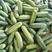 新苗开采一天可供2-3万斤新苗水果黄瓜吊瓜粉瓜