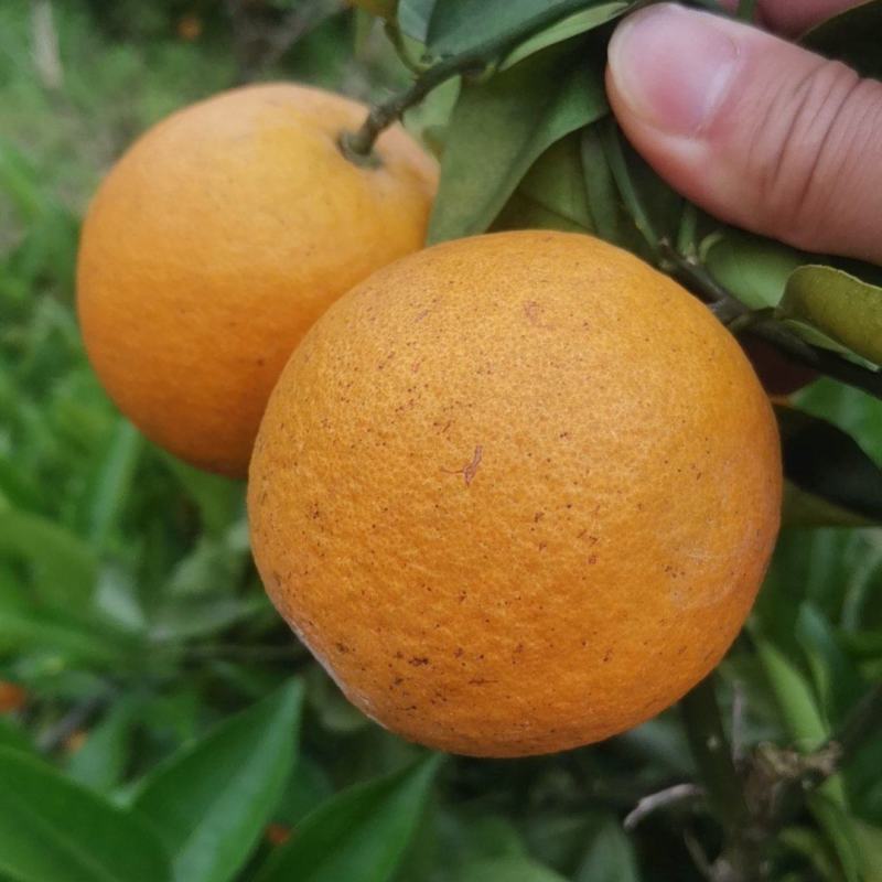 新鲜现摘，多汁广西桂林夏橙，平台供应链支持电商合作