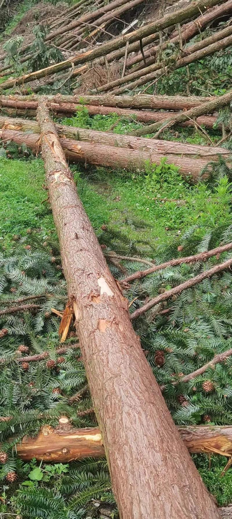 大量出售贵州香杉