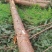 大量出售贵州香杉
